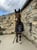 Horse ad