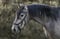 Annuncio cavallo