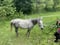 Annuncio cavallo