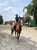 Horse ad