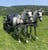 Horse ad