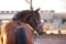 Horse ad
