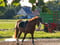 Horse ad
