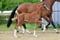 Annuncio cavallo