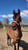 Anuncio de caballos