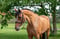 Annuncio cavallo