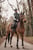 Horse ad