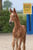 Annuncio cavallo