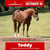 Paardadvertentie