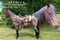 Horse ad