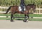 Horse ad
