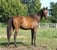 Annuncio cavallo