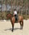 Pferdeinserat