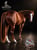 Annuncio cavallo