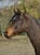 Horse ad