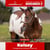 Paardadvertentie