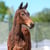 Horse ad
