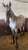 Horse ad