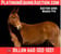 Horse ad