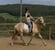 Horse ad