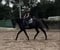 Horse ad