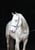 Annuncio cavallo