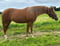 Annuncio cavallo