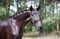 Horse ad