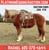 Horse ad