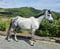Anuncio de caballos