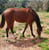 Annuncio cavallo