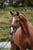 Annuncio cavallo