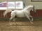 Horse ad