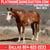 Horse ad