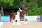 Horse ad