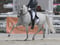 Horse ad