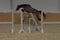 Horse ad