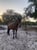 Horse ad