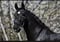 Horse ad
