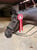 Annuncio cavallo