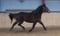 Horse ad