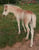 Horse ad