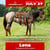 Horse ad