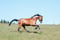 Annuncio cavallo