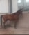 Annuncio cavallo