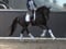 Annonce cheval