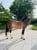 Horse ad