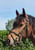 Anuncio de caballos