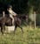 Horse ad