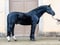 Horse ad